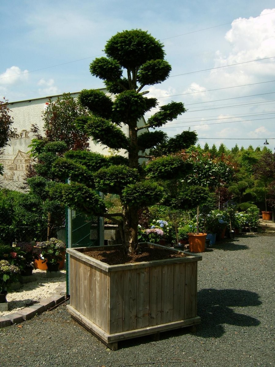 Gartenbonsai Vom Fachbetrieb Bonsai In Xxl Gartengestaltung Mit von Japanische Bäume Für Den Garten Kaufen Bild