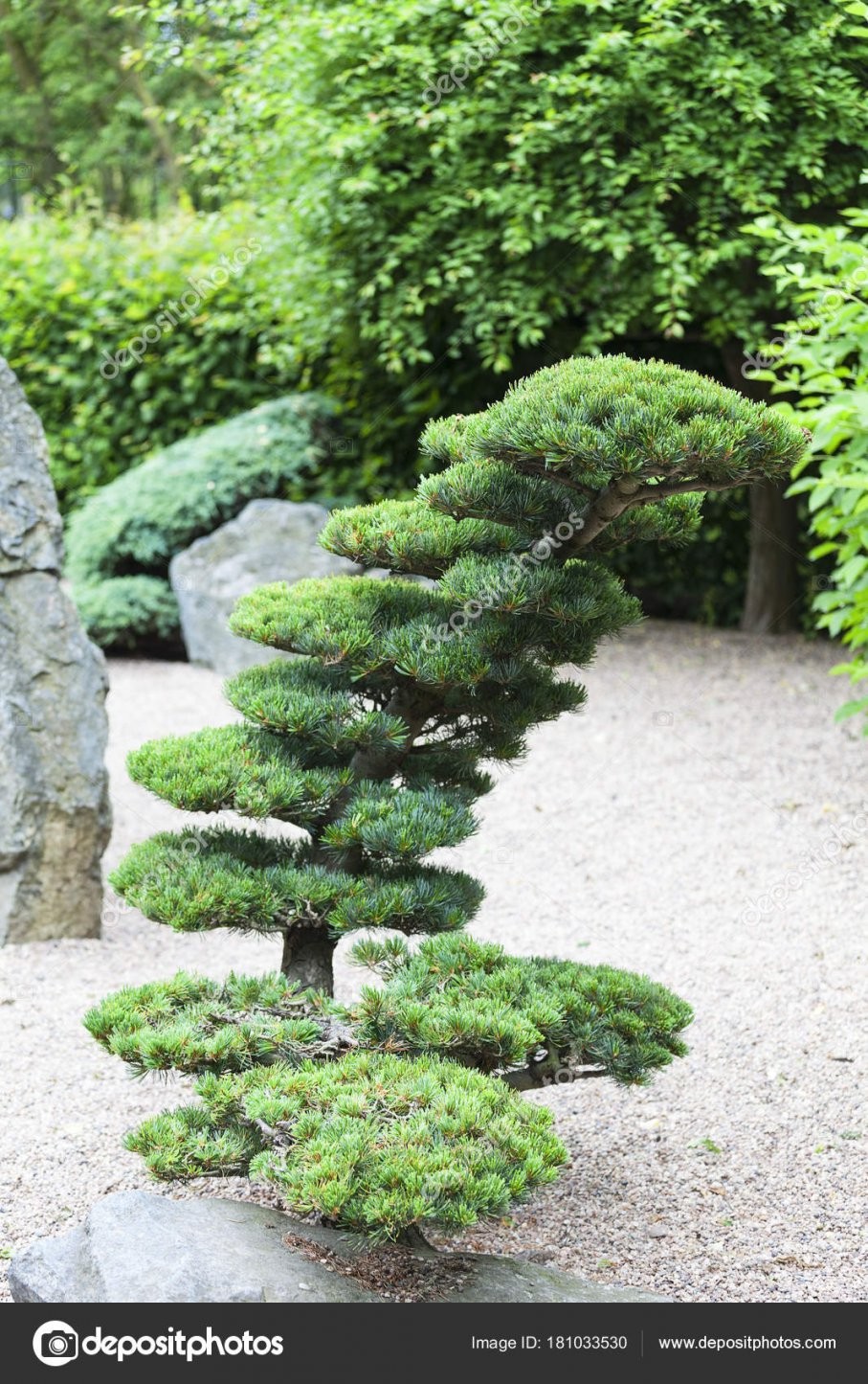 Japanischer Garten Im Sommer Exotische Pflanzen Wroclaw Polen von Pflanzen Im Japanischen Garten Bild