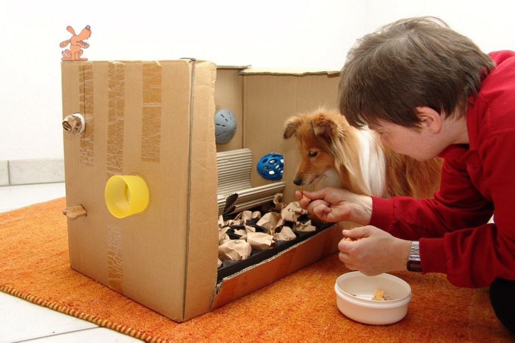 Spielregeln &amp; Einstiegstipps  Spassmithund von Hunde Adventskalender Selber Machen Photo