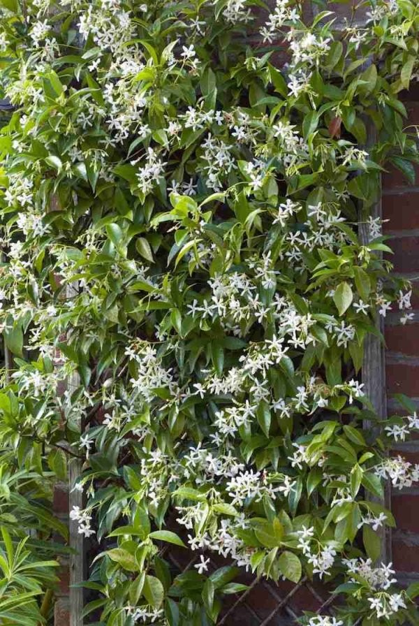 12 Tolle Vorschläge Für Schnellwachsende Kletterpflanze Im Garten von Schnell Wachsende Kletterpflanze Immergrün Bild