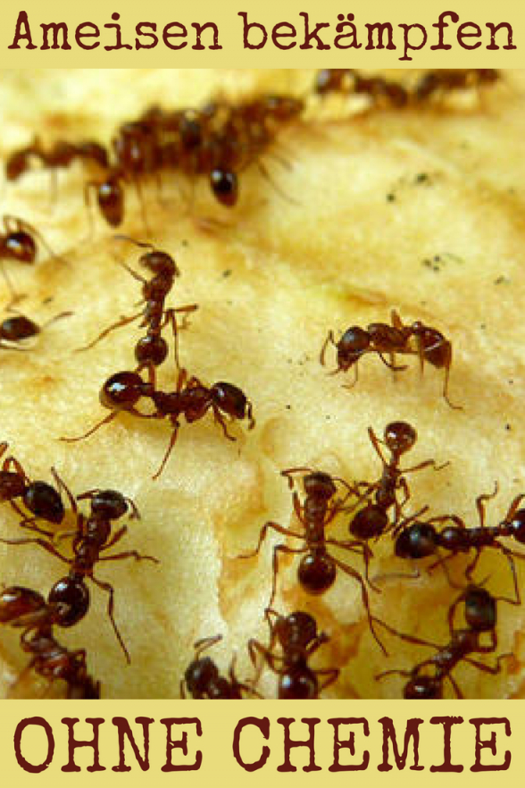 Ameisen In Der Küche  Balkon  Garten  Ameisen In Der Küche von Ameisen In Der Küche Bild