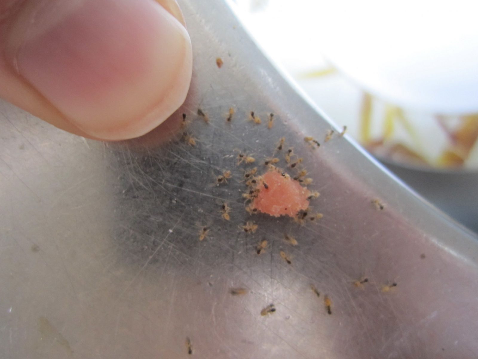 Antstore World Of Ants • Thema Anzeigen  2 Mm Ameise In Der Küche von Ameisen In Der Küche Photo