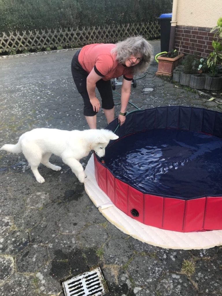 Hundepool  Mein Testergebnis Und Meine Empfehlung von Hunde Pool Selber Bauen Bild