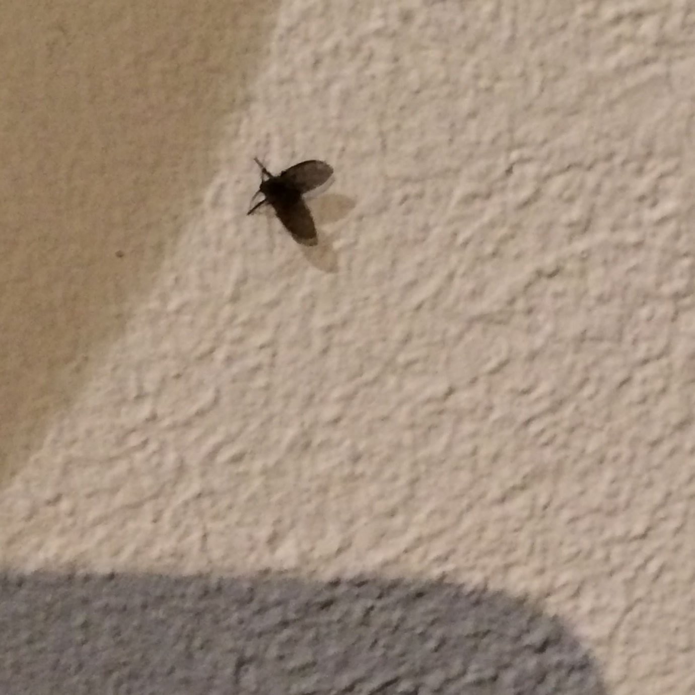Kleine Fliegen Im Badezimmer – Inopus von Kleine Motten Im Bad Bild