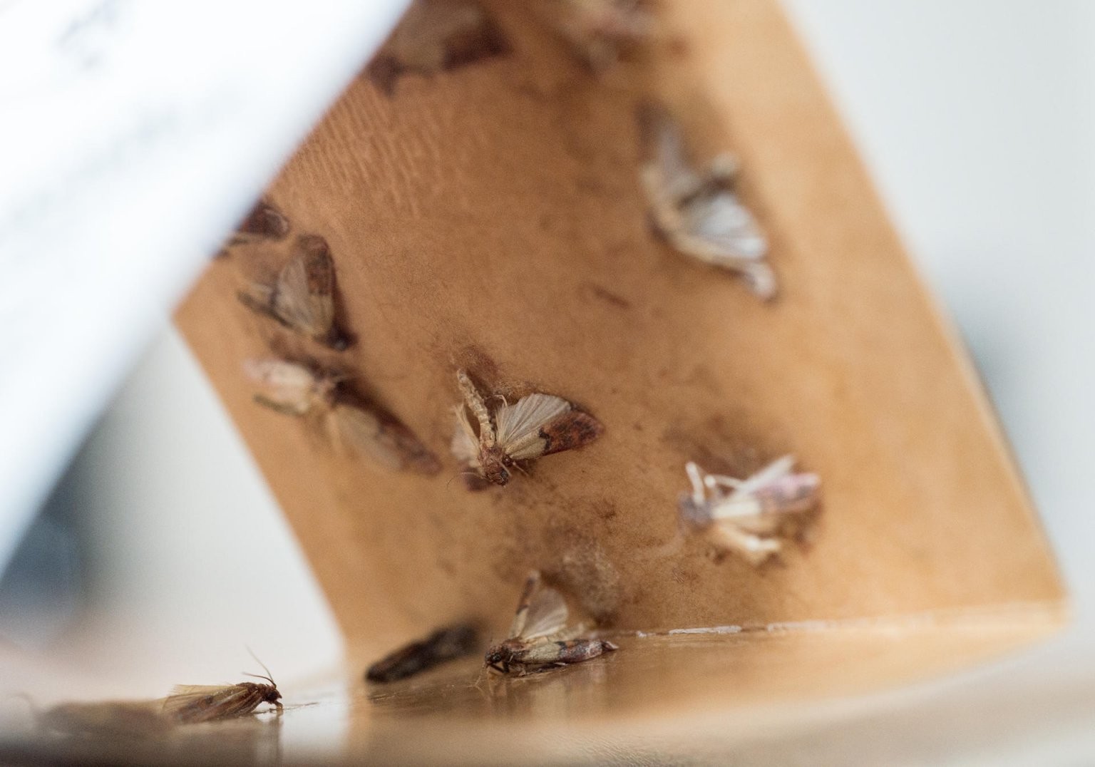 Lebensmittelmotten Schritt Für Schritt Loswerden von Motten Im Haus Woher Photo
