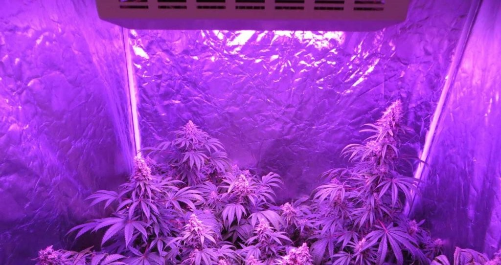 Led Grow Lampe Indoor Cannabis Anbau Irierebel von Led Grow Lampe