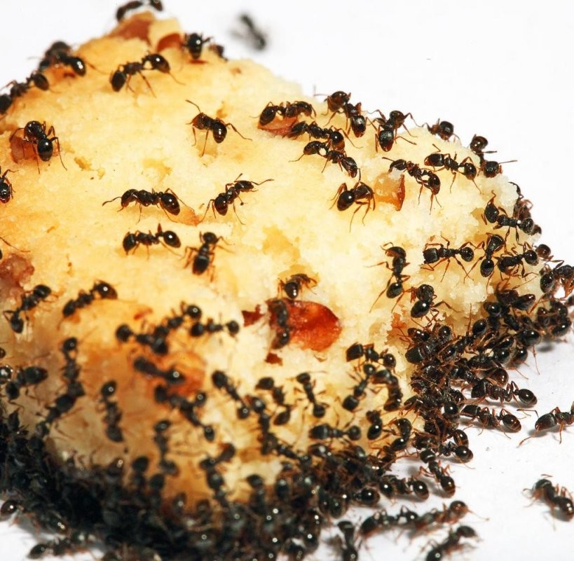 Terrassenschutz “Blumentopftrick“ Hilft Im Kampf Gegen Ameisen  Welt von Ameisen In Der Küche Bild