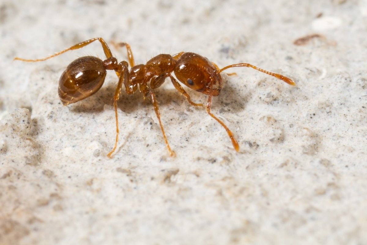 Tiere Im Badezimmer  Woher Kommen Motten Ameisen  Co  Zuhause von Ameisen In Der Küche Photo
