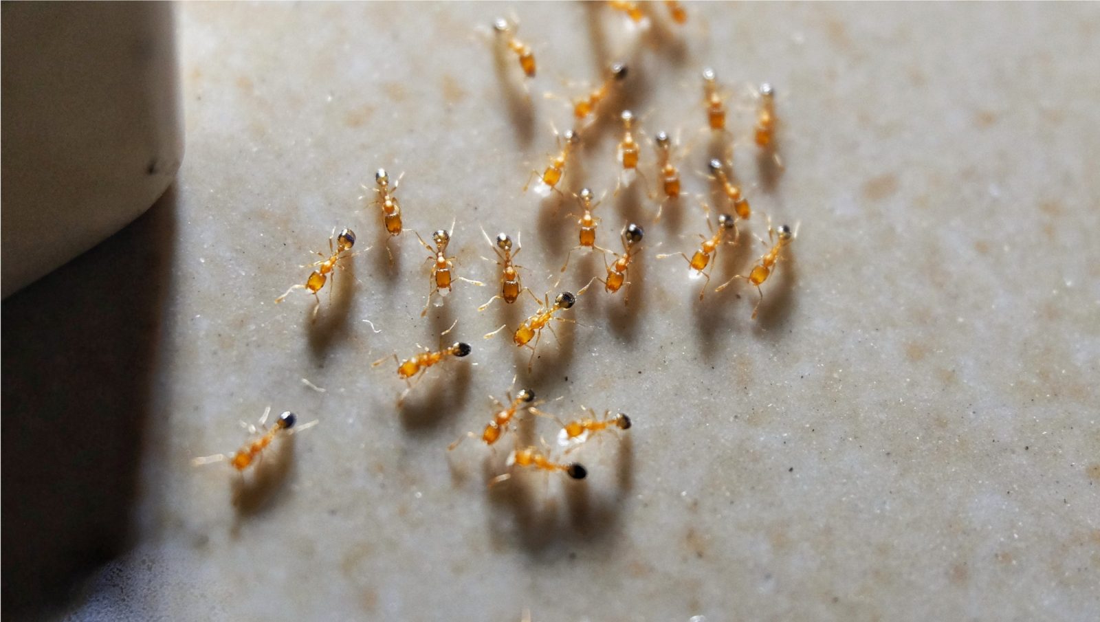 Warum Sollten Sie Ameisen In Der  Kochgeschirr Und Backformen von Ameisen In Der Küche Photo