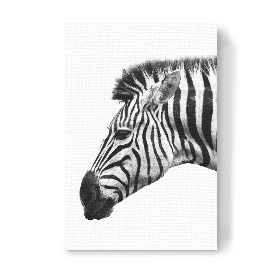 White Zebra Als Leinwand Bei Artboxone Kaufen von Zebra Bilder Auf Leinwand Bild
