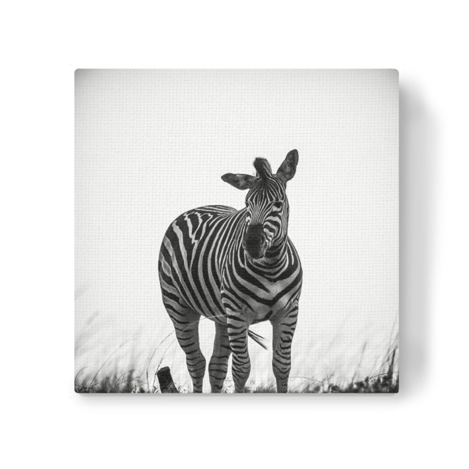 Zebra Auf Streife Als Leinwand Bei Artboxone Kaufen von Zebra Bilder Auf Leinwand Bild