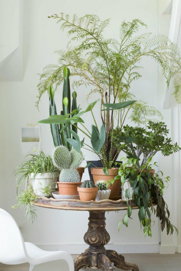 Wohnzimmerideenmitpflanzenfüreinglücklicherwinter5 von Pflanzen Im Wohnzimmer Ideen Photo